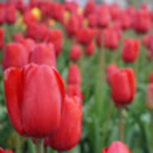 Meet your Posher, Bryan